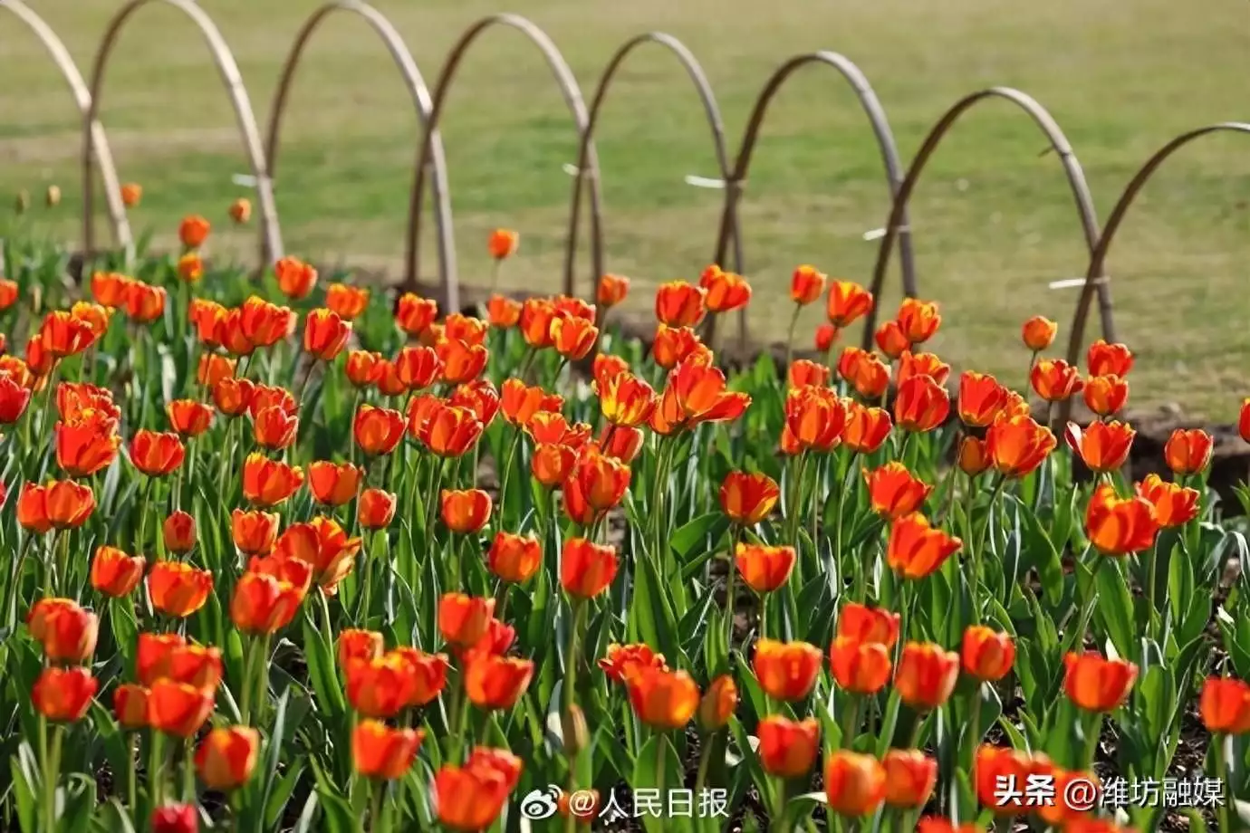 好美！春日郁金香壁纸#男子出差视频查岗，妻子满脸不耐自证清白，网友：卧室里人不少啊_乐帮资源库