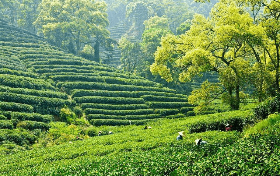 俠客島西湖龍井